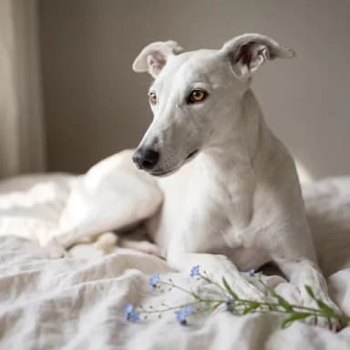 A customer's dog, pictured in our Photo shoot · In loving memory look