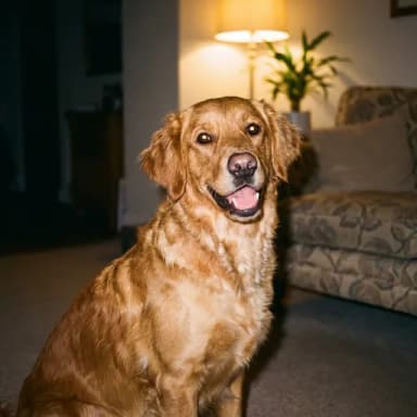 A customer's dog, pictured in our 35mm film look