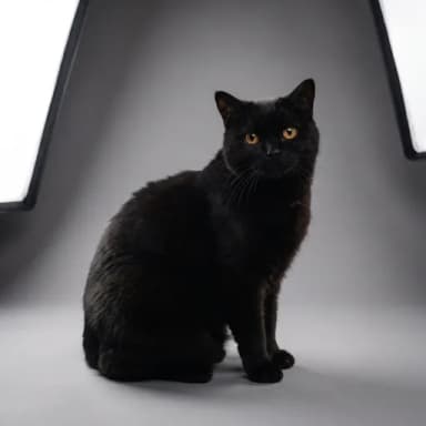 A customer's cat, pictured in our Studio photo look