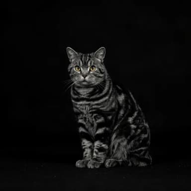 A customer's cat, pictured in our Black & white look