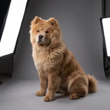A customer's dog, pictured in our Studio photo look
