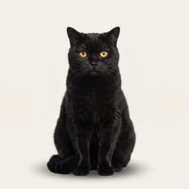 A customer's cat, pictured in our Photo shoot · Passport photo look